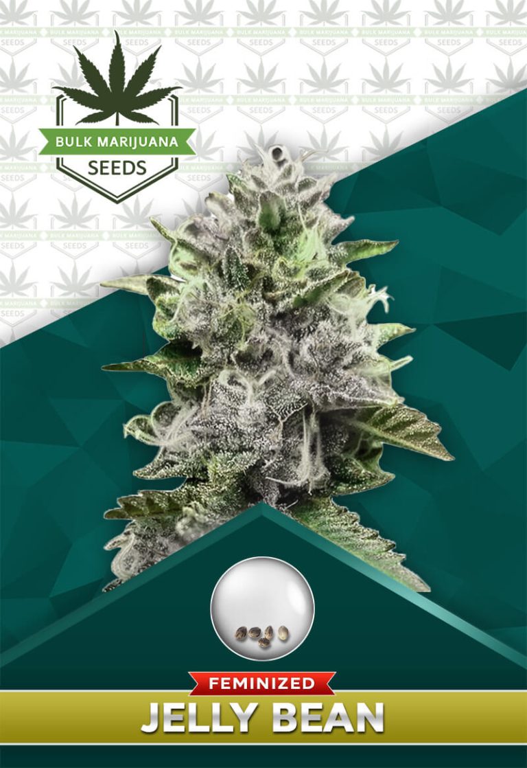 Jelly Bean Strain Feminized