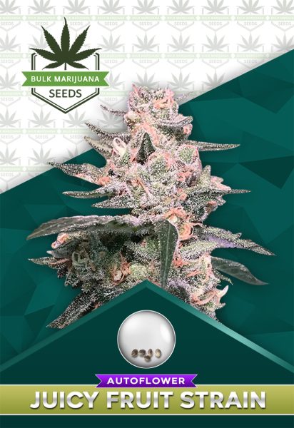 Juicy Fruit Strain
