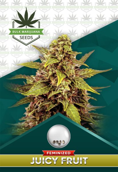 Juicy Fruit Strain Feminized