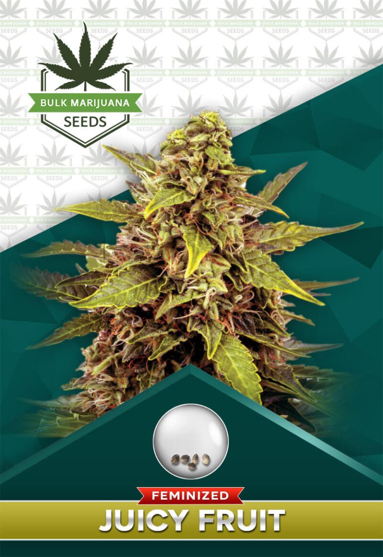 Juicy Fruit Strain Feminized