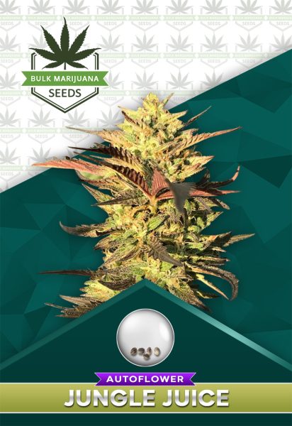 Jungle Juice Strain Autoflowering