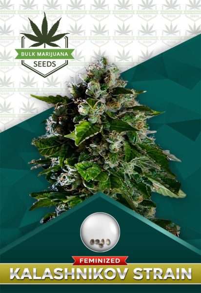 Kalashnikov Strain Feminized