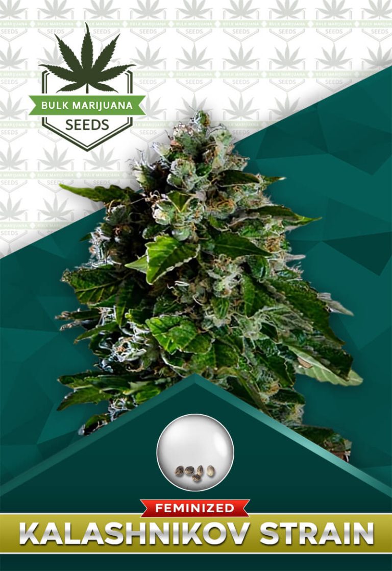Kalashnikov Strain Feminized