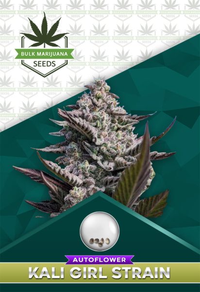 Kali Girl Strain Autoflowering