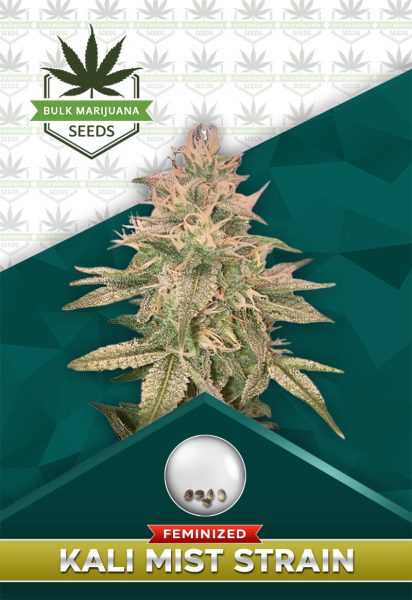 Kali Mist Strain Feminized