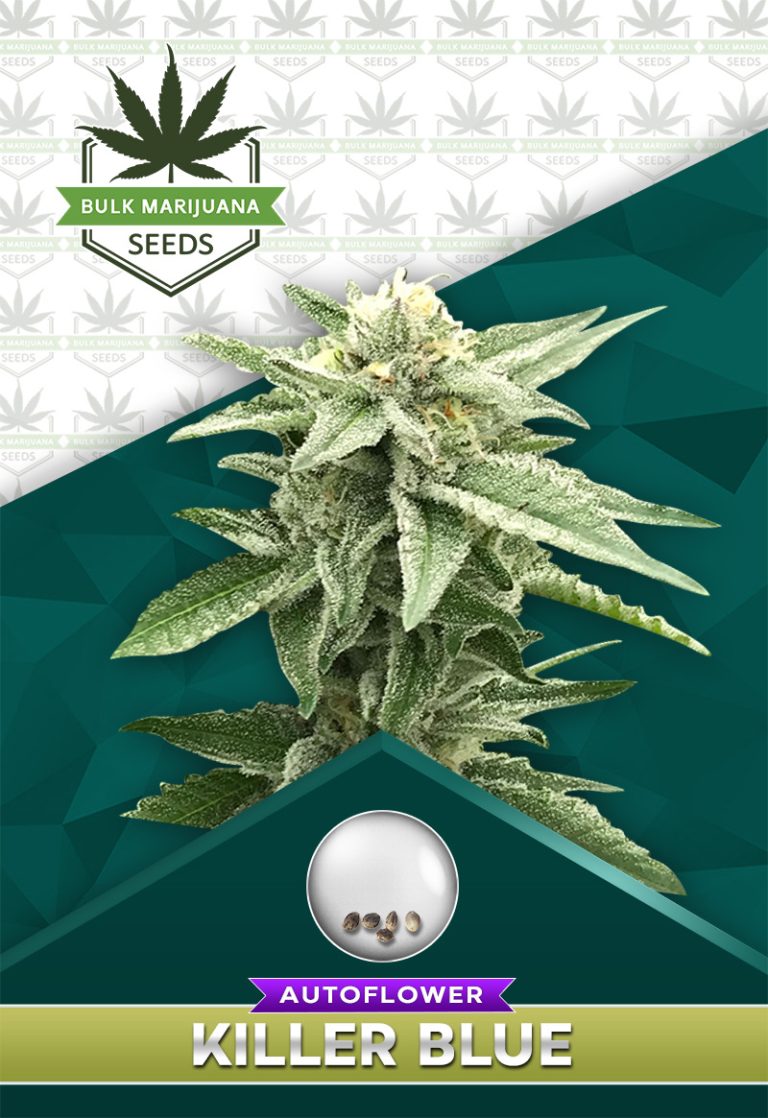 Killer Blue Strain Autoflowering