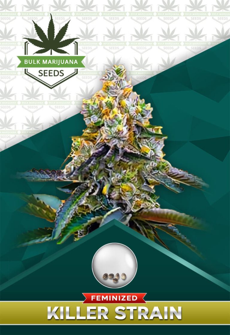 Killer Strain Feminized