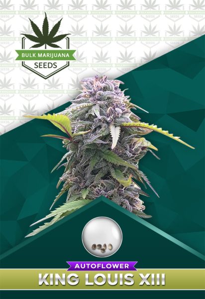 King Louis XIII Strain Autoflowering