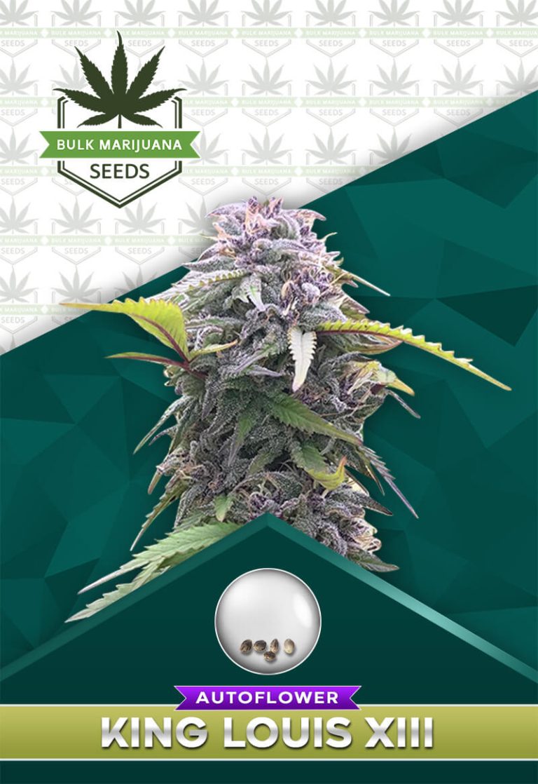 King Louis XIII Strain Autoflowering