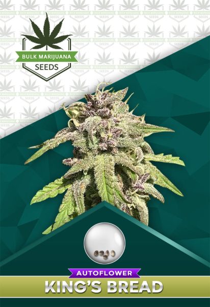 King’s Bread Strain Autoflowering