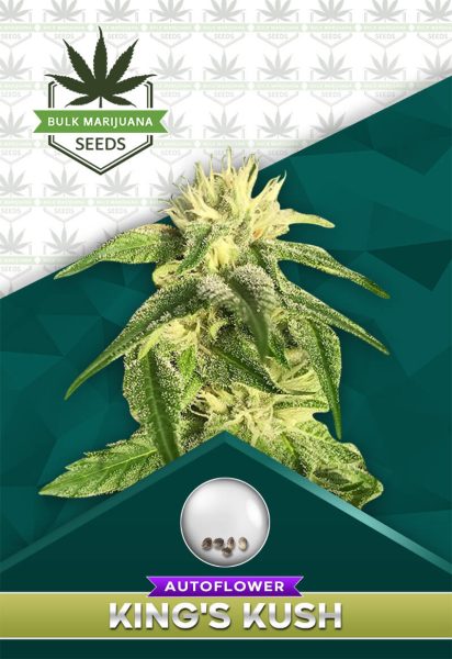 King's Kush Strain Autoflowering