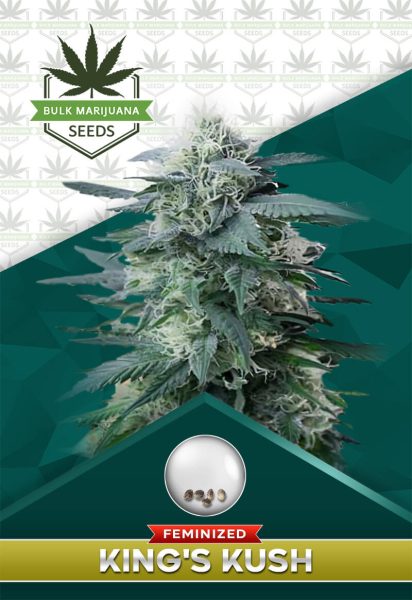 King’s Kush Strain Feminized