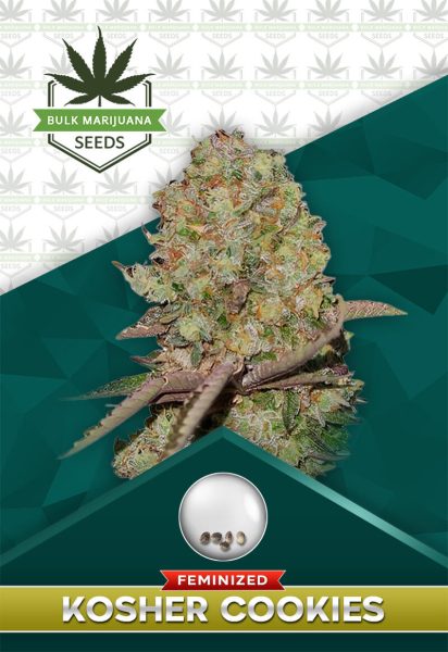 Kosher Cookies Strain Feminized