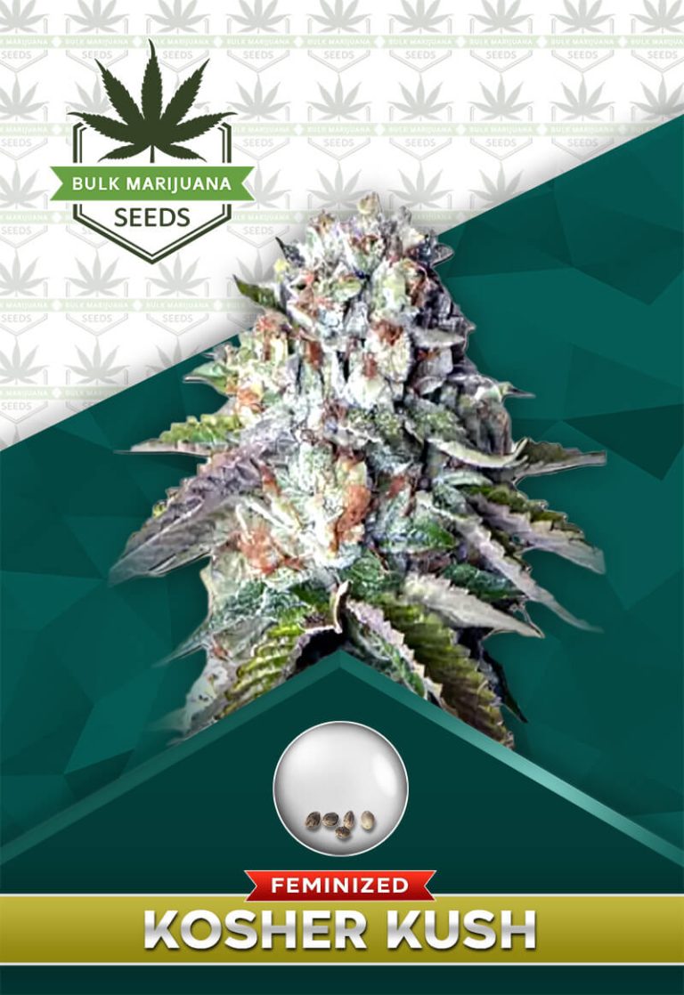 Kosher Kush Strain Feminized