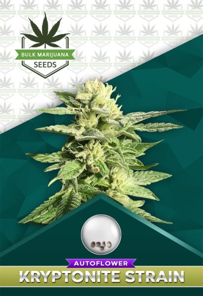 Kryptonite Strain Autoflowering