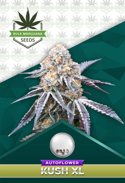 Kush XL Strain Autoflower