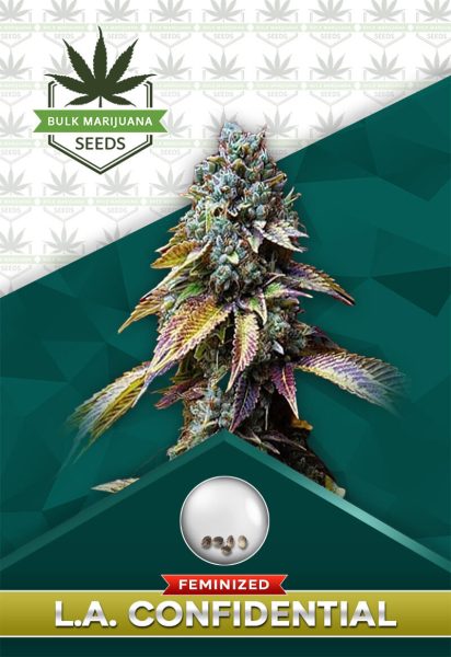 L.A. Confidential Strain Feminized