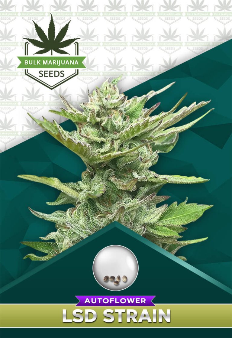 LSD Strain Autoflower
