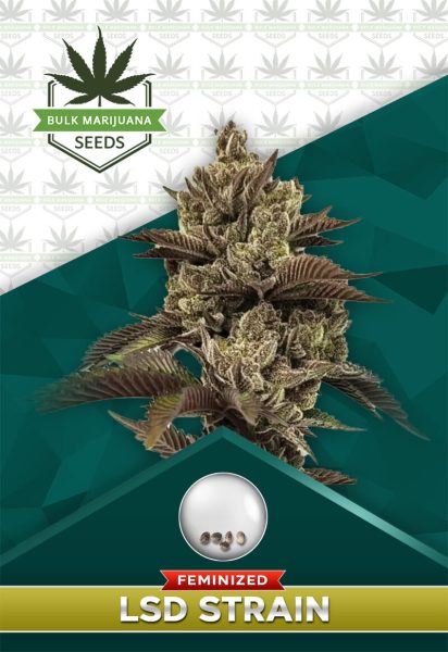 LSD Strain Feminized