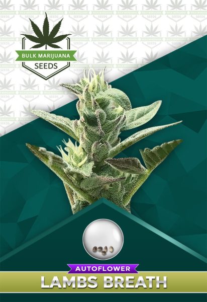 Lambs Breath Strain