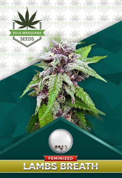 Lamb’s Breath Strain Feminized