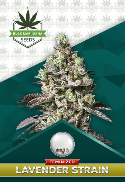 Lavender Strain Feminized