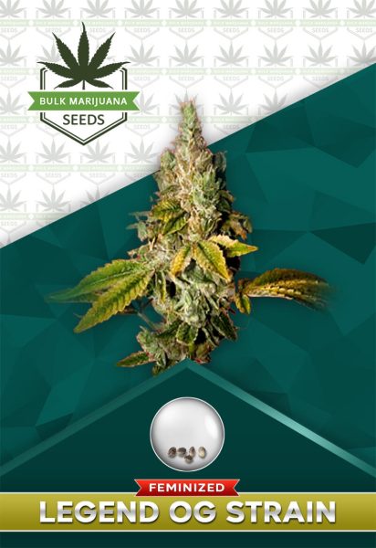 Legend OG Strain Feminized