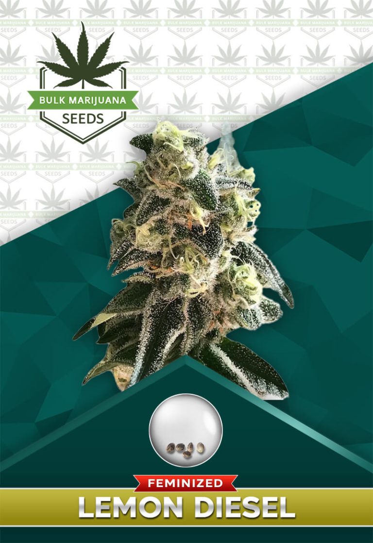 Lemon Diesel Strain Feminized