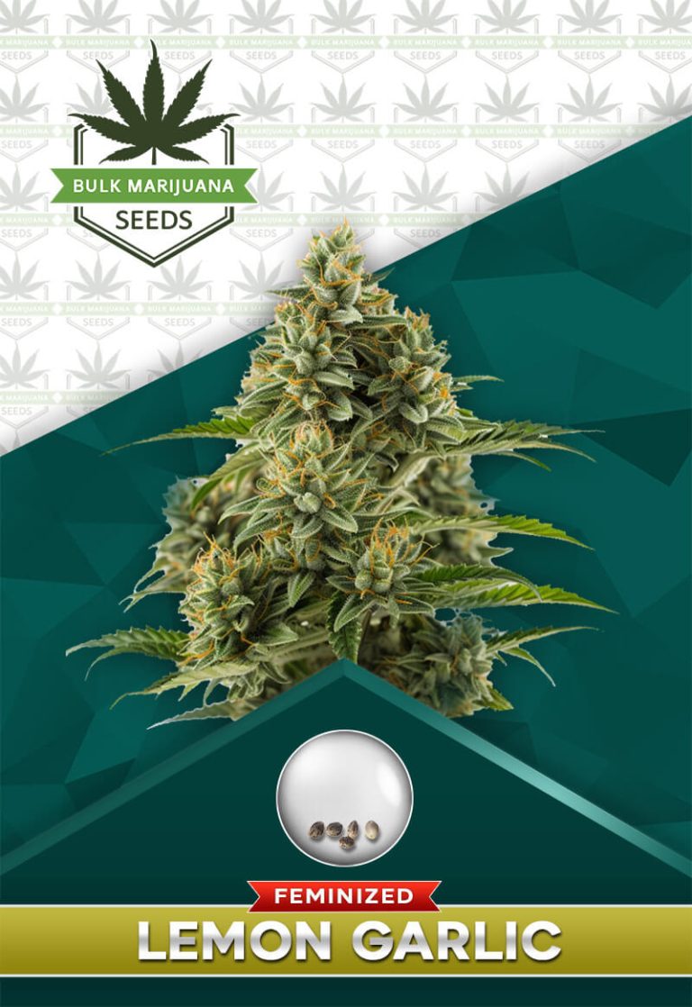 Lemon Garlic Strain Feminized