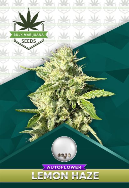 Lemon Haze Autoflower
