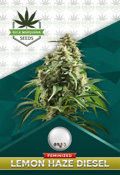 Lemon Haze Diesel Strain Feminized