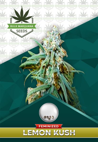Lemon Kush Feminized
