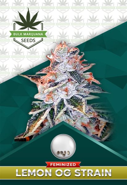 Lemon OG Strain Feminized