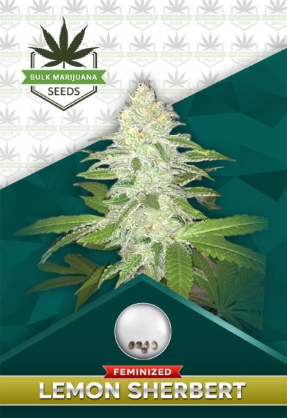 Lemon Sherbert Strain Feminized