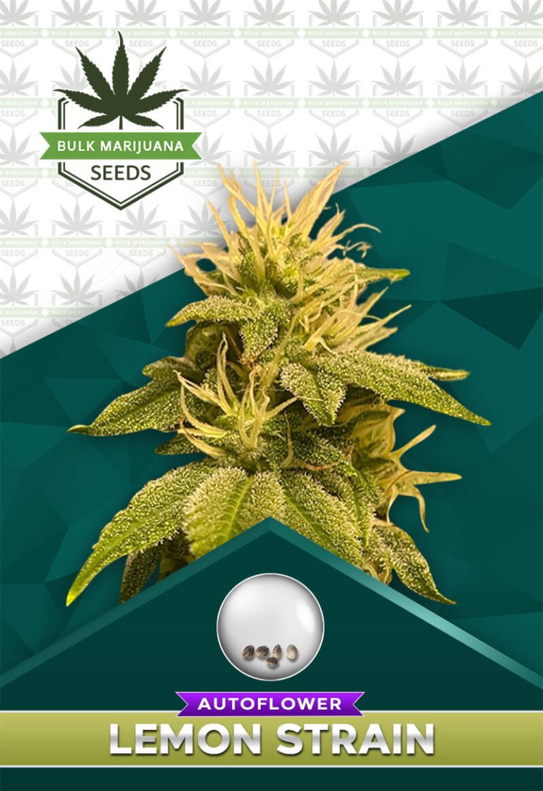 Lemon Strain Autoflower
