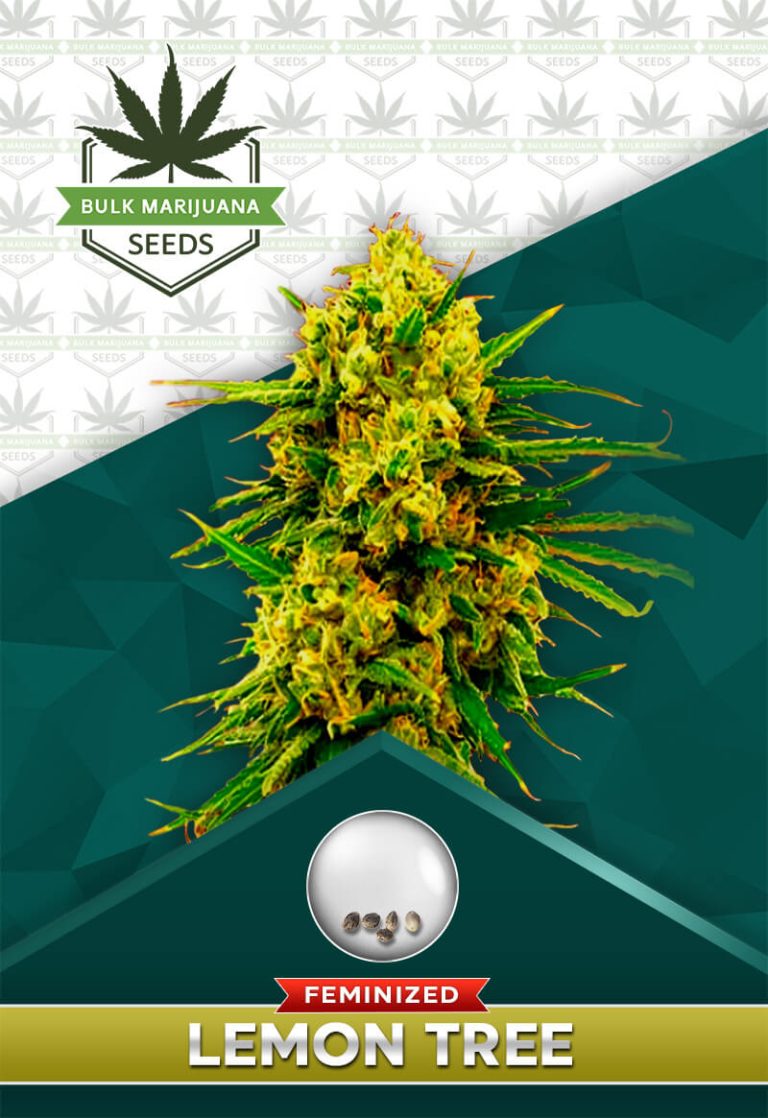 Lemon Tree Strain Feminized