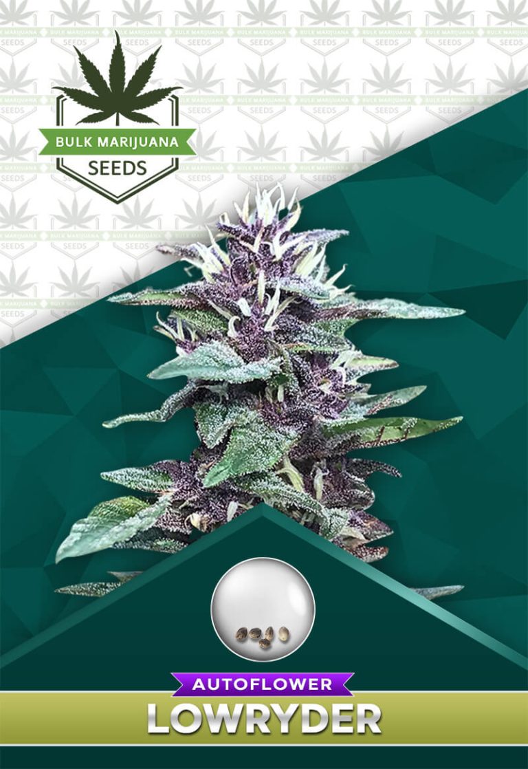 Lowryder Strain Autoflower