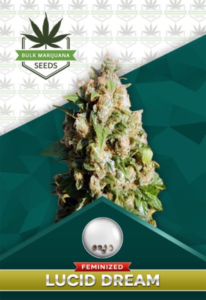 Lucid Dream Strain Feminized