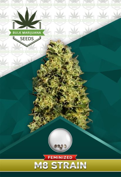 M8 Strain Feminized