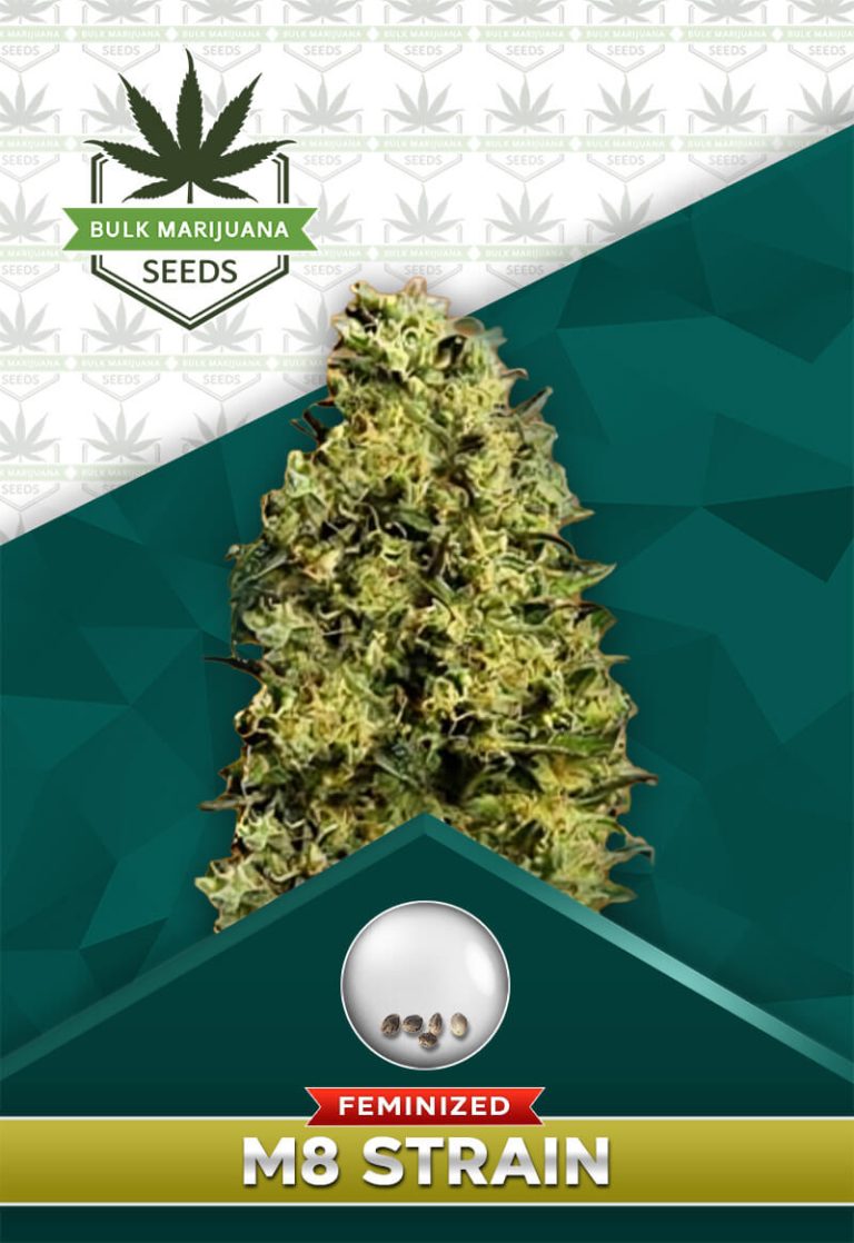 M8 Strain Feminized