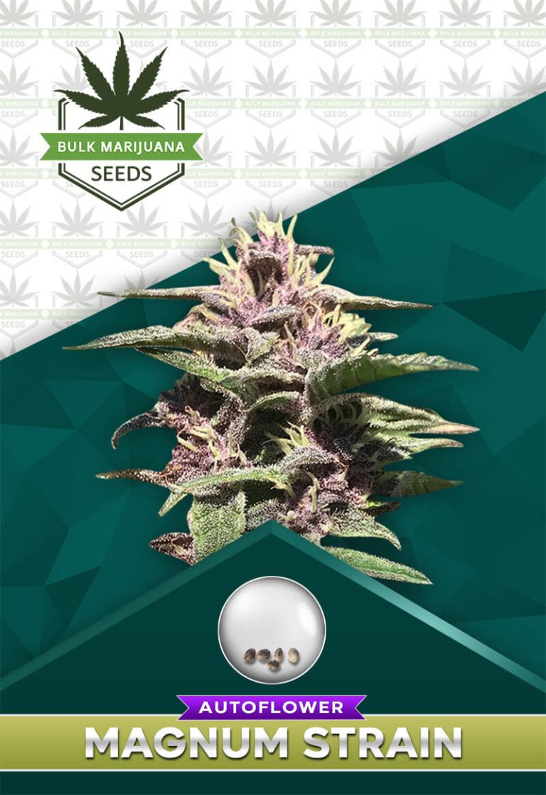 Magnum Strain Autoflower Feminized