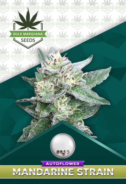 Mandarine Strain Autoflower