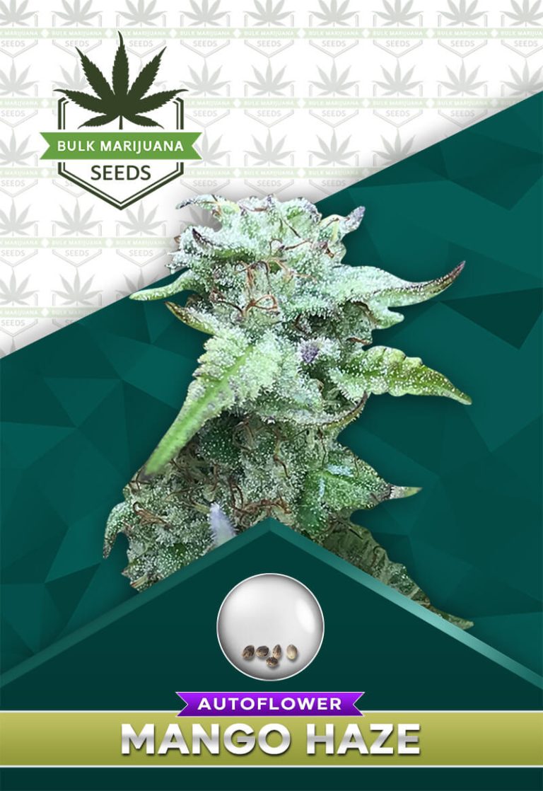 Mango Haze Autoflowering