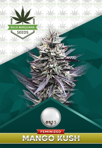 Mango Kush Feminized