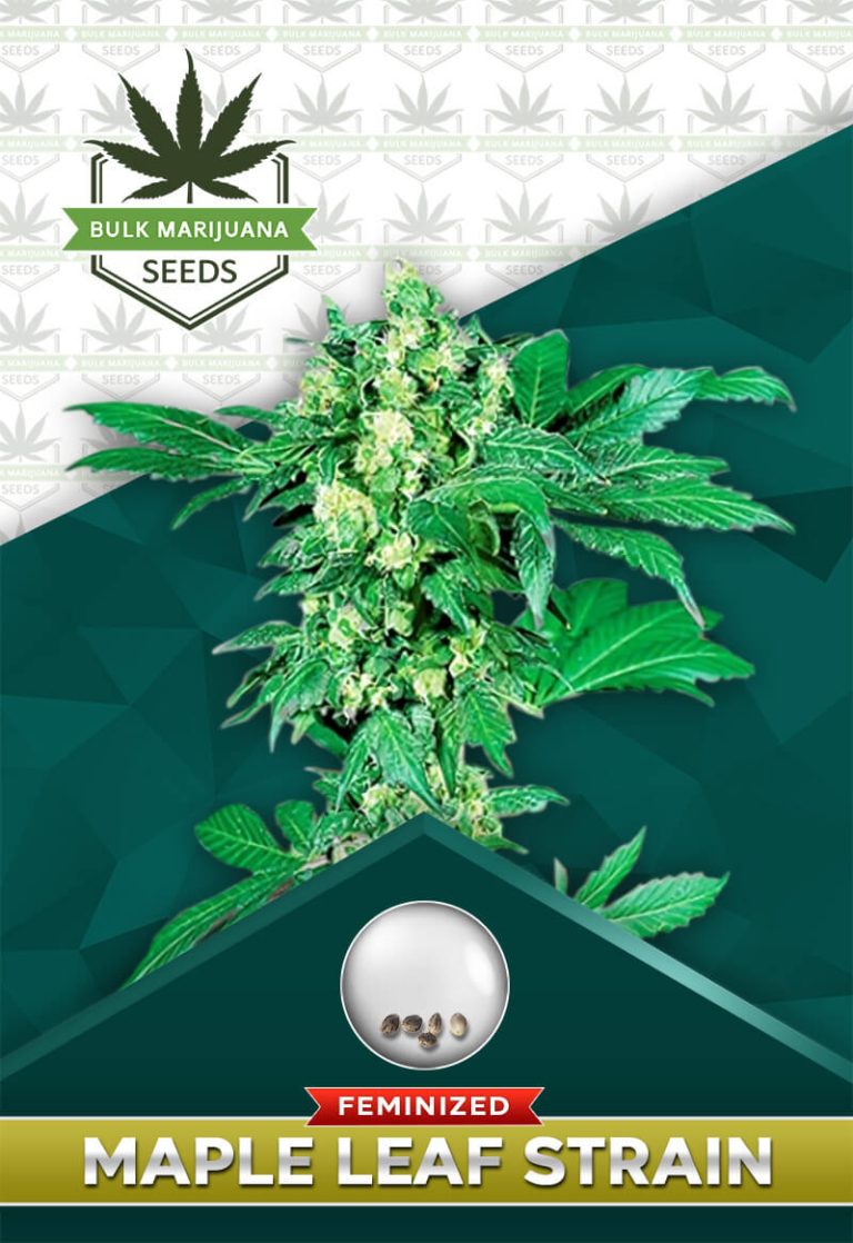 Maple Leaf Strain Feminized