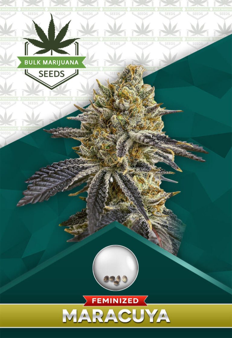 Maracuya Strain Feminized
