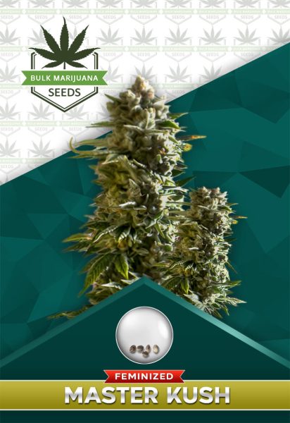 Master Kush Feminized