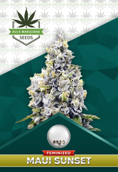 Maui Sunset Strain Feminized