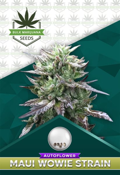 Maui Wowie Strain Autoflowering