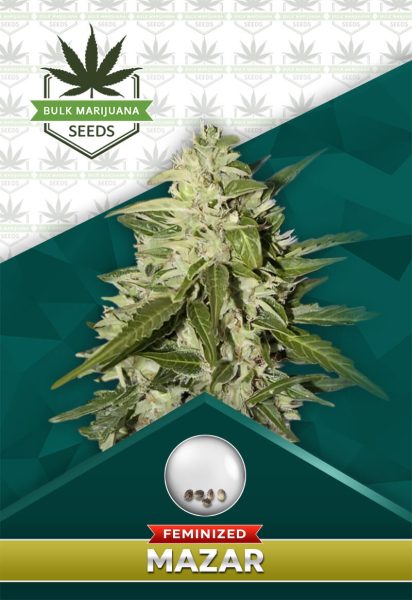 Mazar Strain Feminized